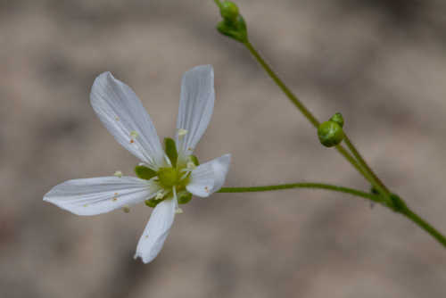 Minuartia caroliniana #14